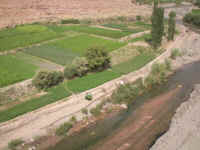 12 orti nelle gole del Todra.JPG (113459 byte)