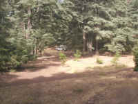 7 la foresta dei cedri.JPG (136543 byte)