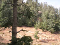 9 la foresta dei cedri 3.JPG (142852 byte)